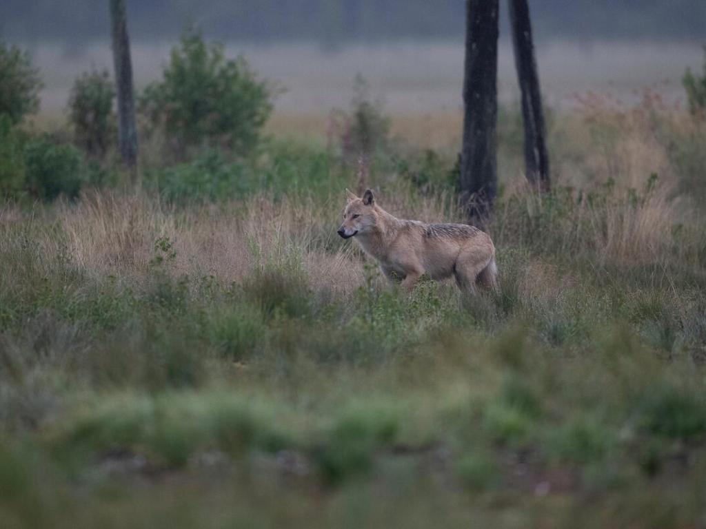 Митове за едрите хищници