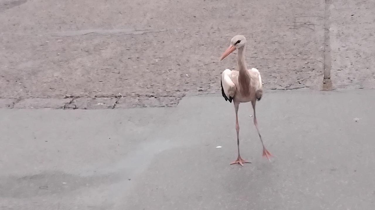 Щъркел на автогарата в Монтана