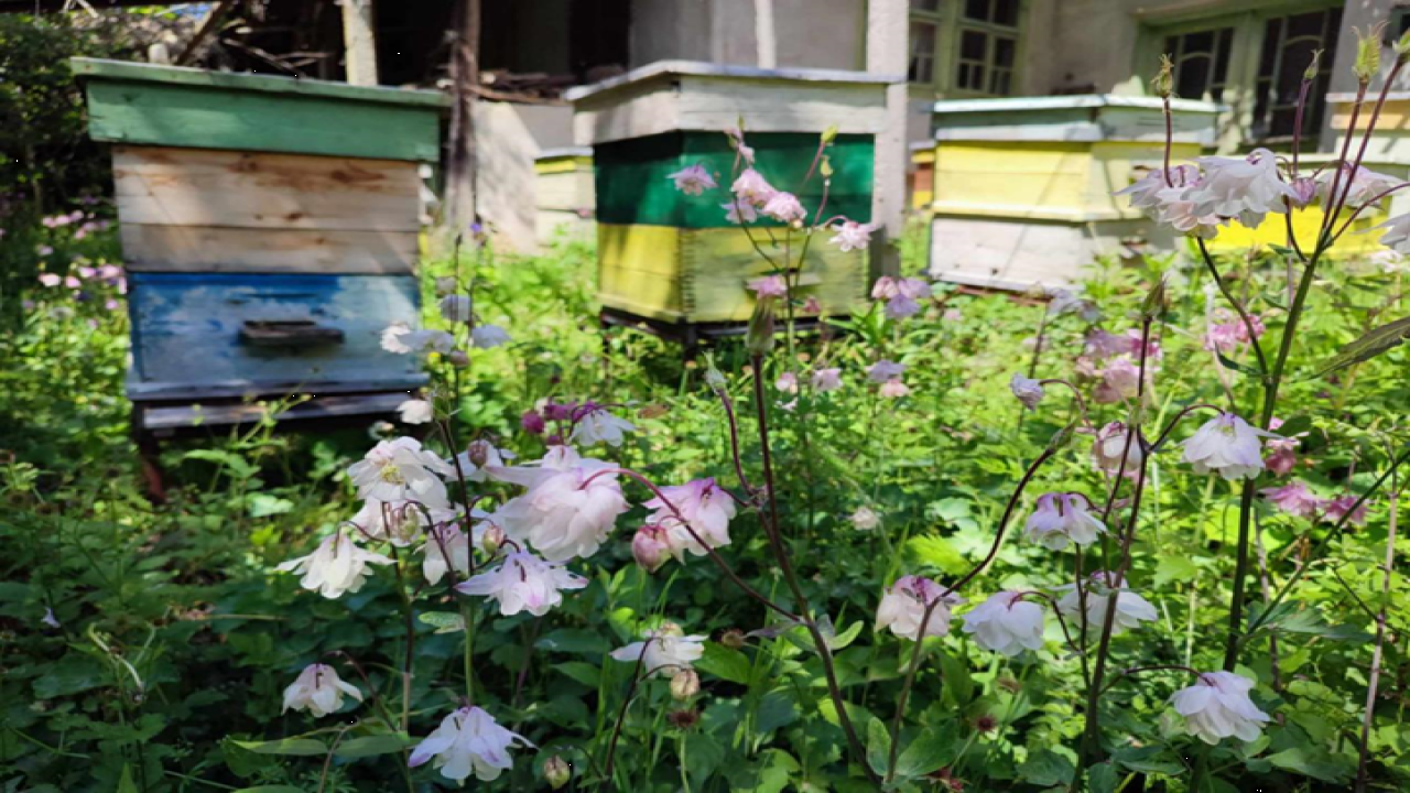 Защо умират пчелите