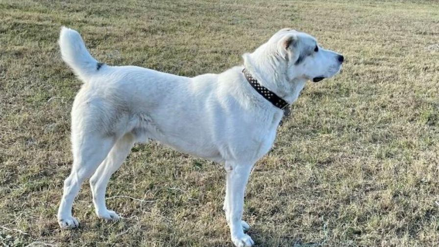 Благородният пазач от Средна Азия – историята, характерът и духът на една легенда