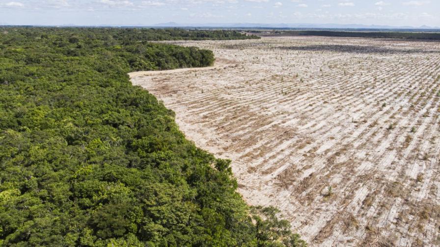 Румъния: Как изчезват едни от последните девствени гори