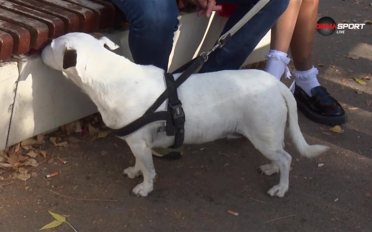 Влатко Дробаров