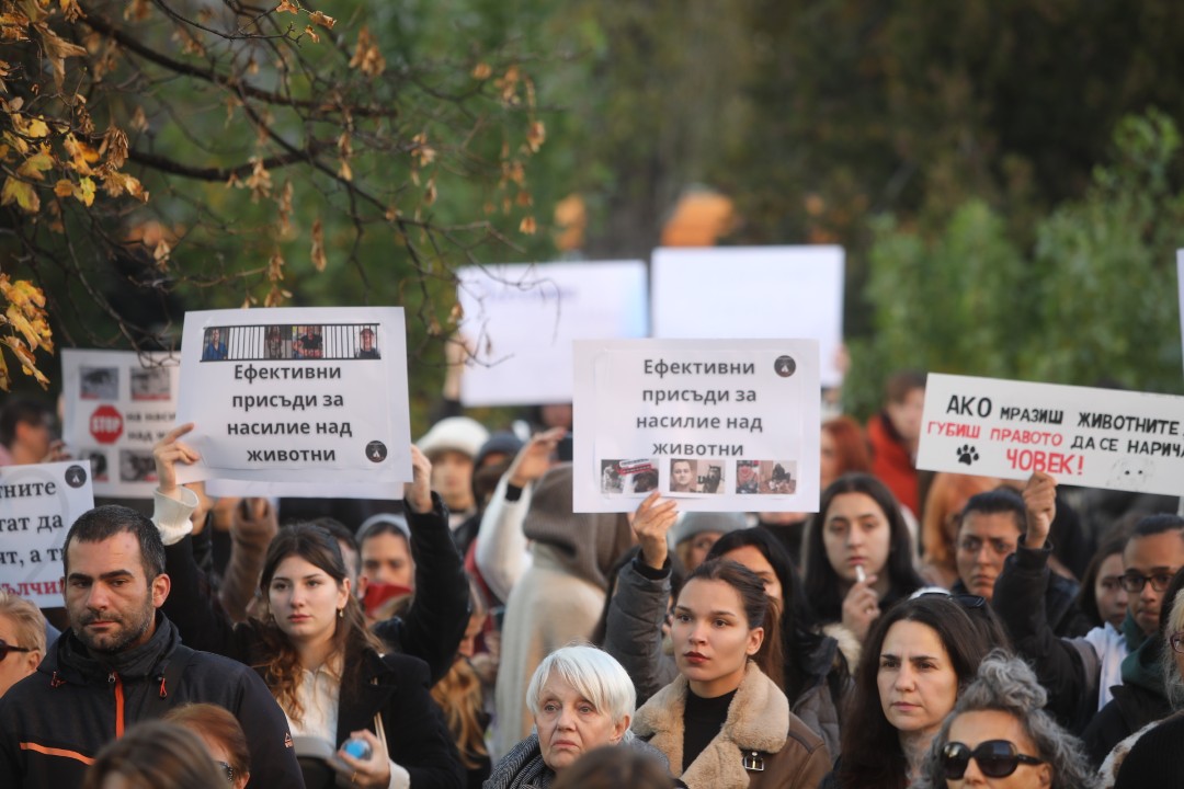 <p>Протест срещу насилието над животни се проведе пред ВМА. Протестът е организиран от &quot;Приятели на Мечо&quot; и &quot;Невидими животни&quot;. Повод за недоволството е прегазването на кучето Мая в София. Протестиращите искат &quot;Справедливост за Мая&quot;. Протестиращите настояват ВМА да уволни доктор Ненад Цоневски, който беше заснет да минава с автомобил през кучето пред гараж в квартал &quot;Разсадника&quot;.</p>