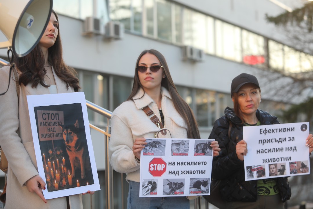 <p>Протест срещу насилието над животни се проведе пред ВМА. Протестът е организиран от &quot;Приятели на Мечо&quot; и &quot;Невидими животни&quot;. Повод за недоволството е прегазването на кучето Мая в София. Протестиращите искат &quot;Справедливост за Мая&quot;. Протестиращите настояват ВМА да уволни доктор Ненад Цоневски, който беше заснет да минава с автомобил през кучето пред гараж в квартал &quot;Разсадника&quot;.</p>