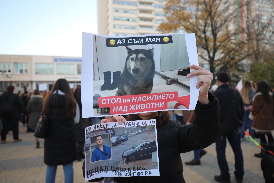 <p>Протест срещу насилието над животни се проведе пред ВМА. Протестът е организиран от &quot;Приятели на Мечо&quot; и &quot;Невидими животни&quot;. Повод за недоволството е прегазването на кучето Мая в София. Протестиращите искат &quot;Справедливост за Мая&quot;. Протестиращите настояват ВМА да уволни доктор Ненад Цоневски, който беше заснет да минава с автомобил през кучето пред гараж в квартал &quot;Разсадника&quot;.</p>