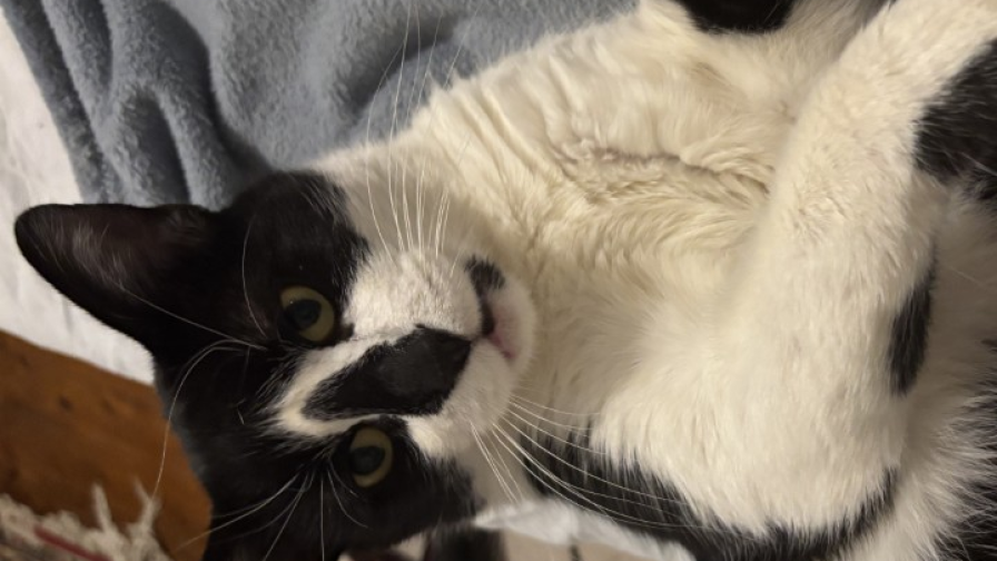 Отмъщението на Гершуин!