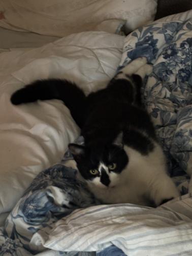 Отмъщението на Гершуин