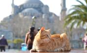 Catstanbul: Защо котките управляват улиците на Истанбул вече векове