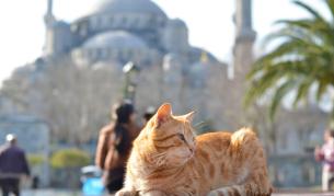 Catstanbul: Защо котките управляват улиците на Истанбул вече векове