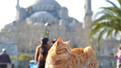 Catstanbul: Защо котките управляват улиците на Истанбул вече векове