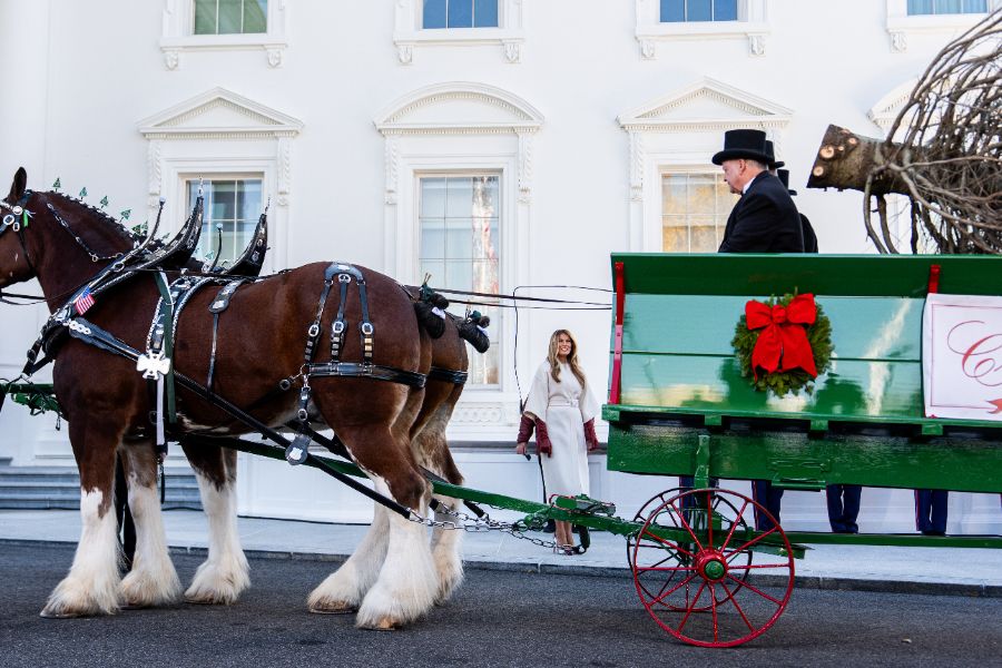 <p>Мелания Тръмп посрещна коледното дърво на Белия дом</p>