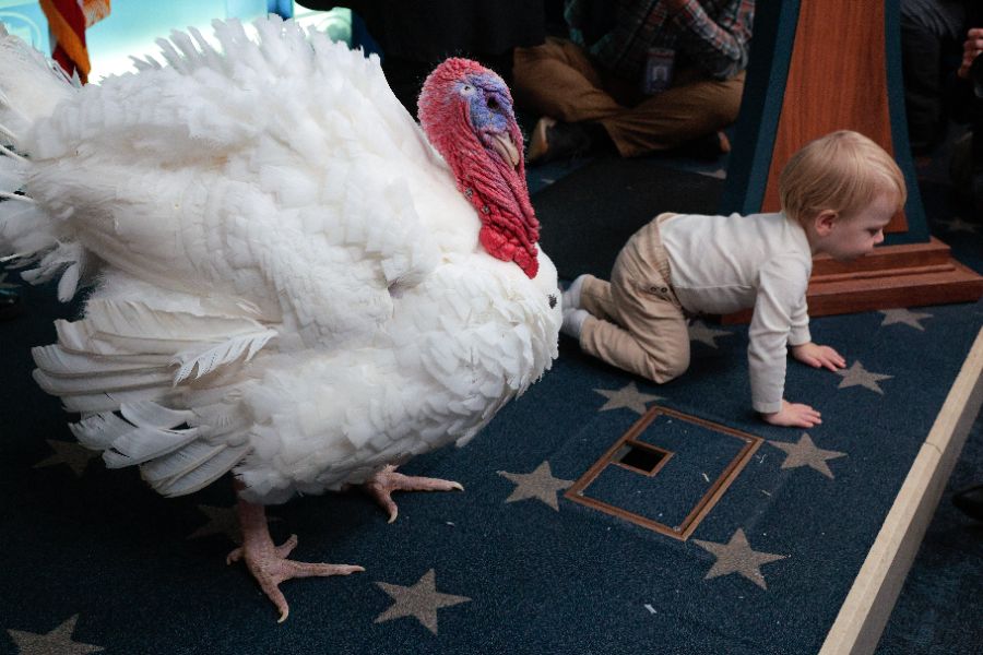<p>Тръмп помилва пуйки, но не пощади политическите си опоненти.</p>