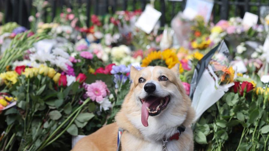 Какво ще стане с коргитата на кралицата? Неподозирана заплаха в новия им дом