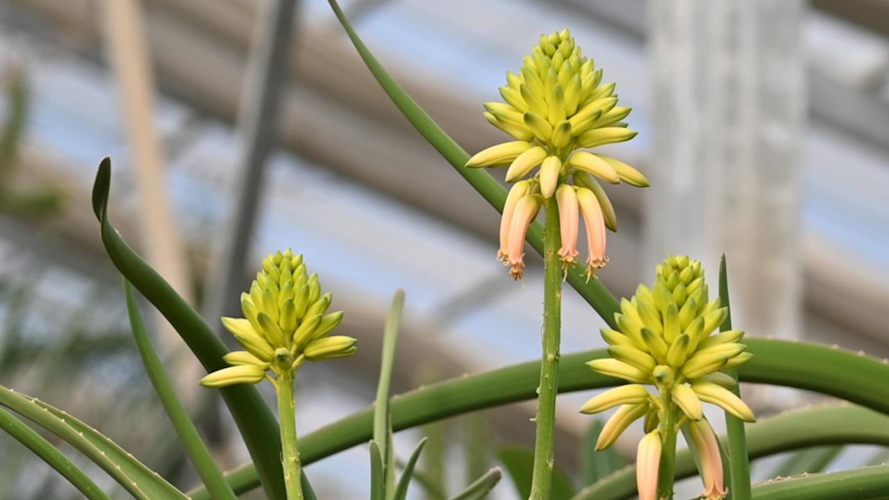 Aloidendron barberae (Dyer) Klopper & Gideon F.Sm.