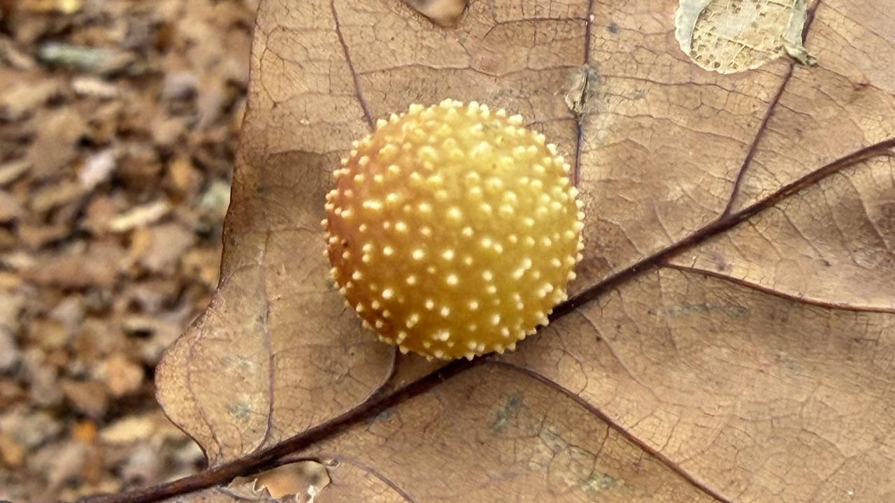 Дъбова гала