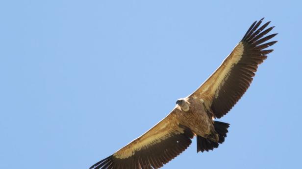 Сателити помагат в откриването на колонии лешояди