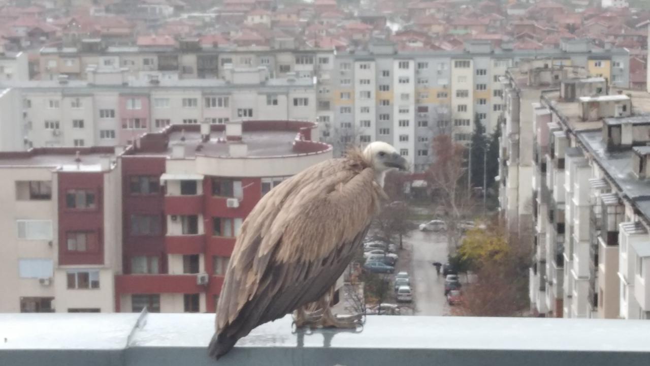 Белоглав лешояд на покрив в Хасково