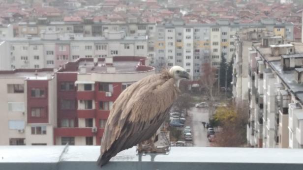 Лешояд кацна на покрива на блок в Хасково