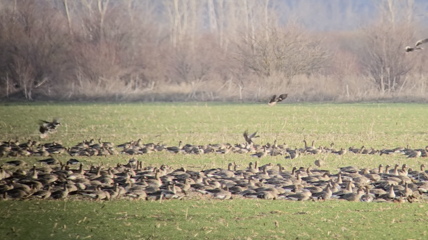 Над 22 хиляди зимуващи гъски край Свищов и Белене