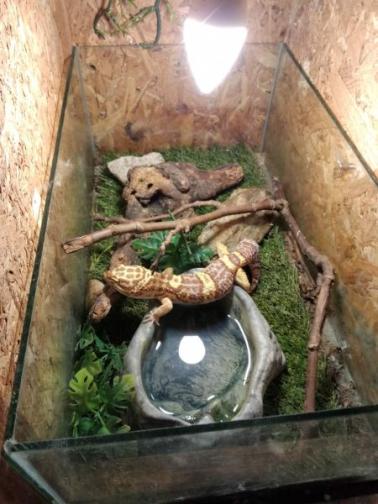 100 гекона и 243 тарантули получиха дом