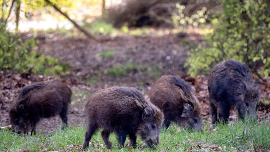 Испания регистрира африканска чума за пръв път от 1994 г.