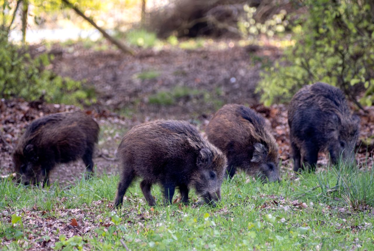 Испания регистрира африканска чума за пръв път от 1994 г.