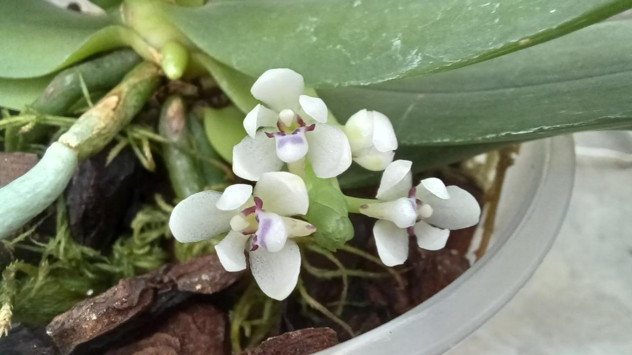 Tuberolabium kotoense