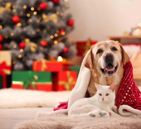 Коледа е времето когато домът се превръща в най важното място