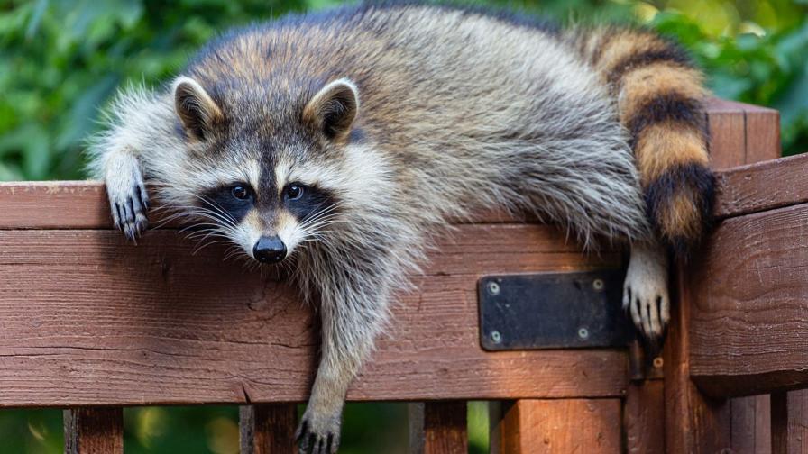 Енот се почерпи в магазин за алкохол и припадна в тоалетната