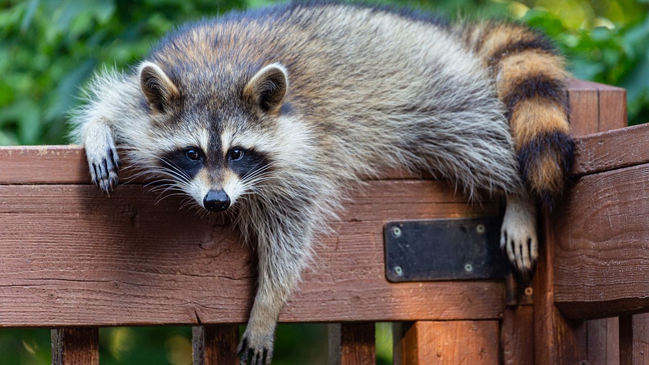 Енот се почерпи в магазин за алкохол и припадна в тоалетната