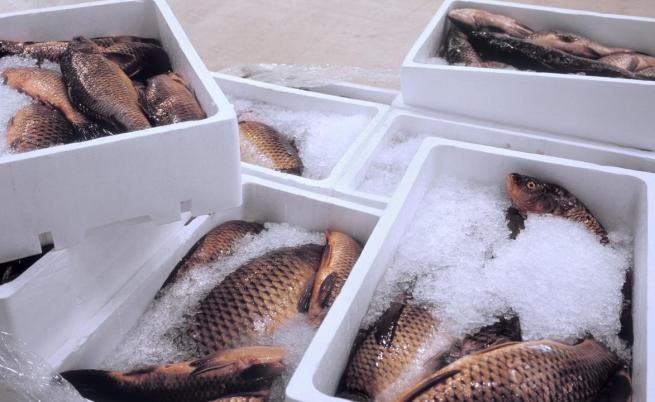 Каква е цената на рибата дни преди Никулден