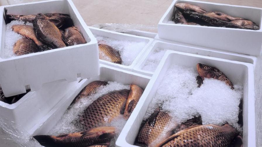 Каква е цената на рибата дни преди Никулден