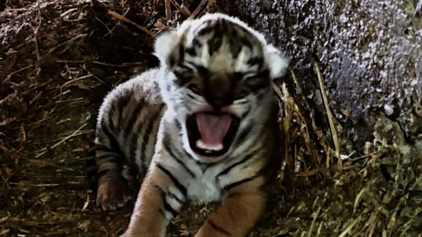 Бенгалско тигърче проплака в Старозагорския зоопарк