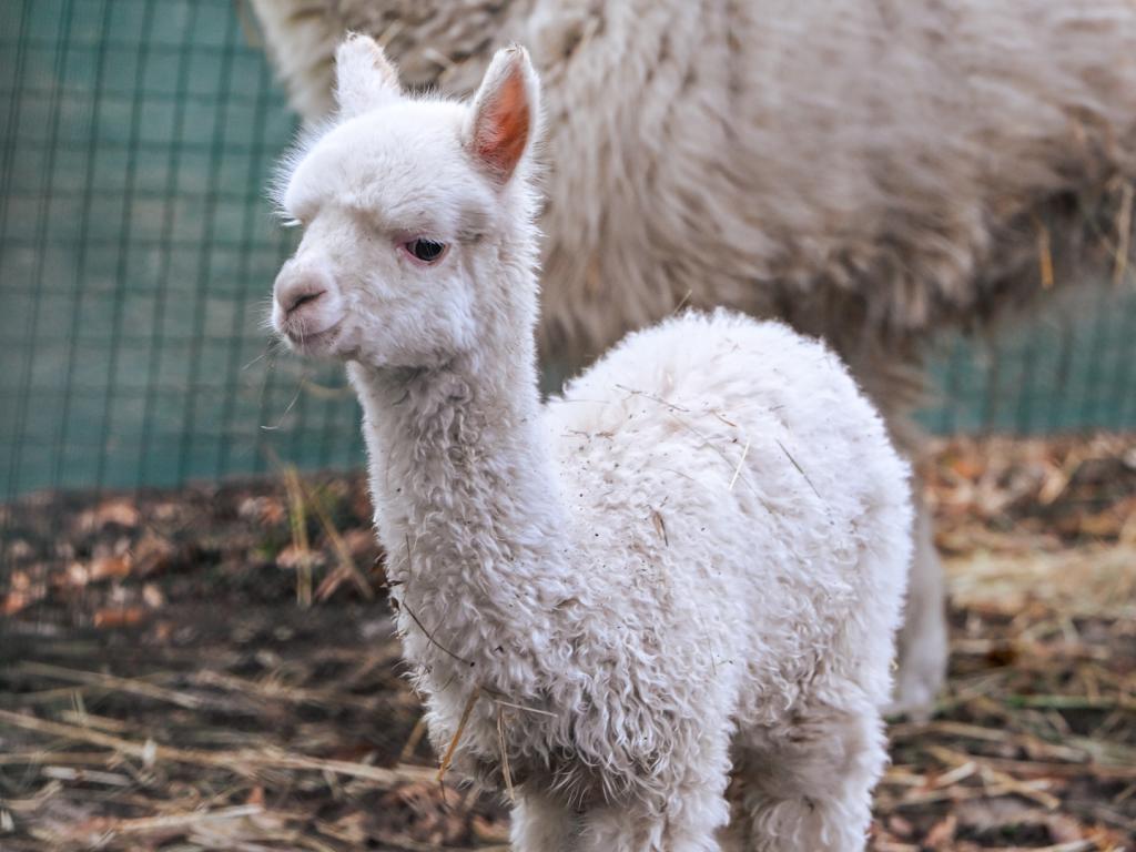 Бебе алпака в СОфийския зоопарк