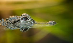 <p>Откриха няколко крокодила в дренажен канал на село</p>