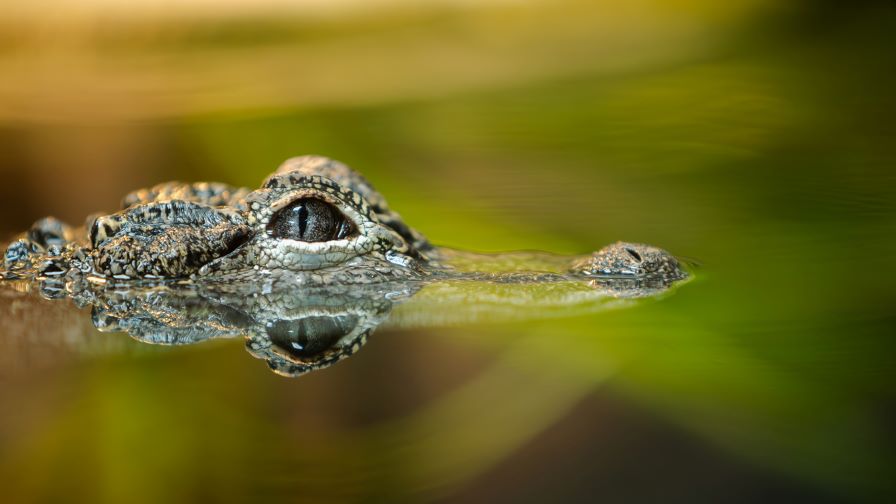 <p>Откриха няколко крокодила в дренажен канал на село</p>