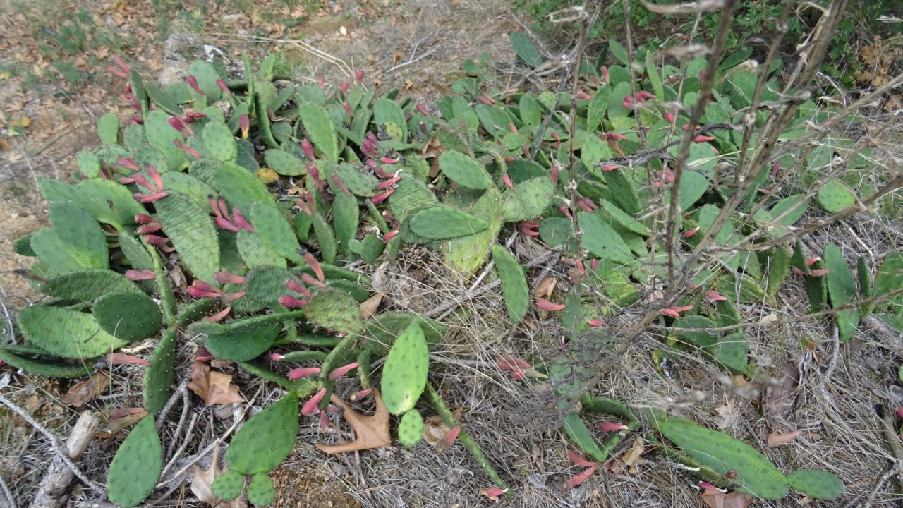 Кактуси край Харманли