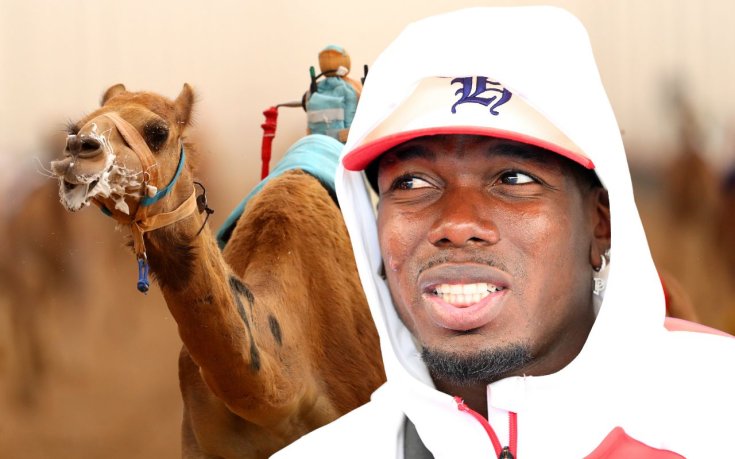 Погба ще инвестира в отбор за надбягвания с камили