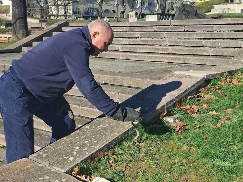 Хванаха усойница в центъра на Смолян