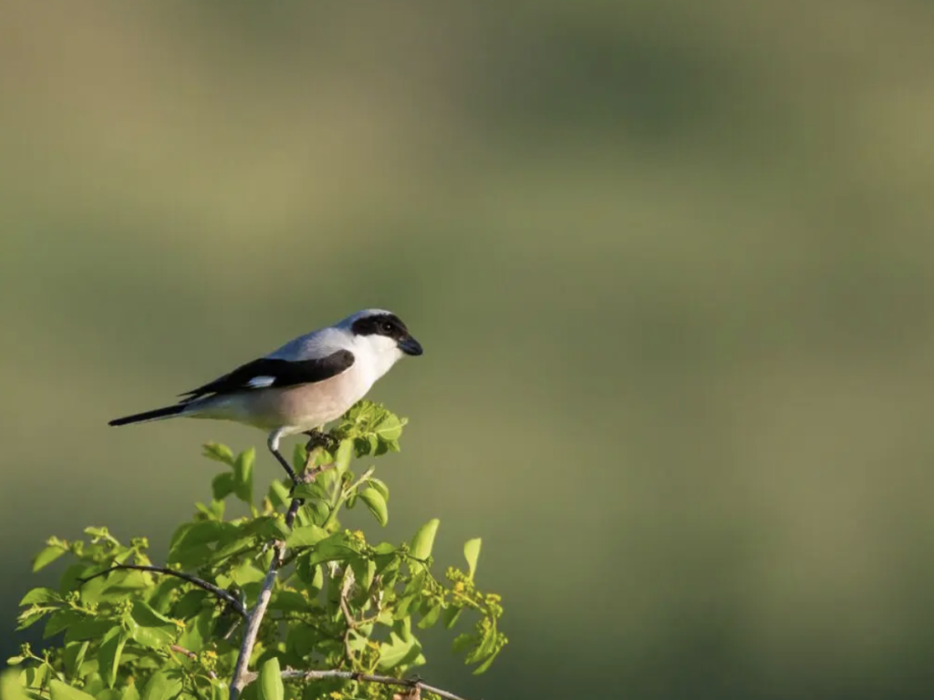 Черночела сврачка