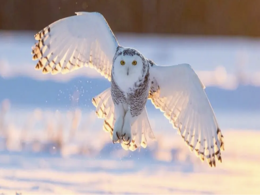 Полярна сова