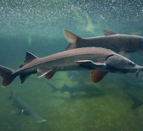Есетрите владеят въображението на царе учени и поети от хилядолетия