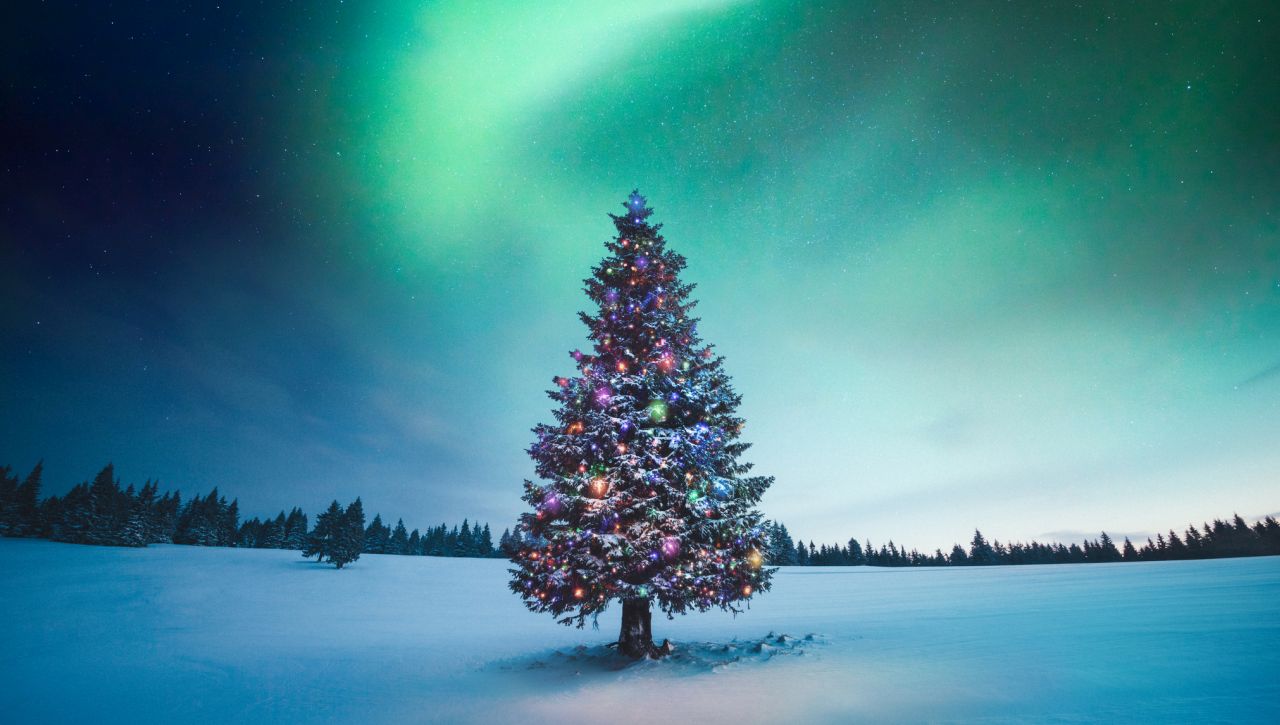 Най-скъпите коледни елхи в света: Дръвчетата, които шокират дори милиардери