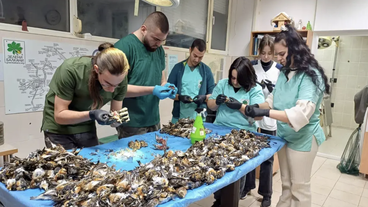 Пострадали от фойерверки планински чинки