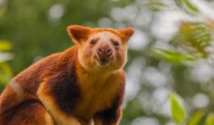 Завръщане след близо век: Вид, смятан за изчезнал, беше видян отново