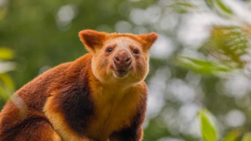 Завръщане след близо век: Вид, смятан за изчезнал, беше видян отново