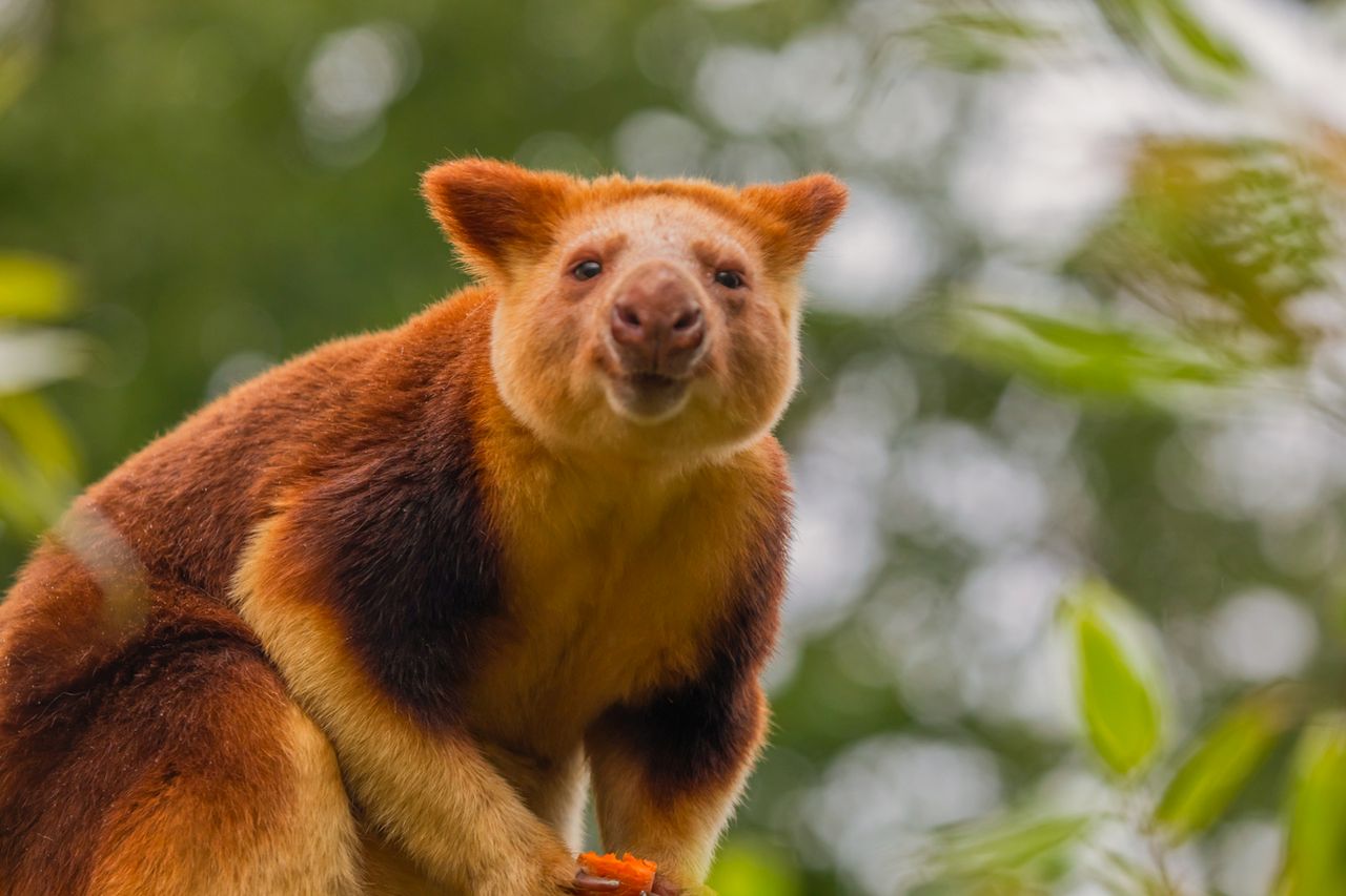 Завръщане след близо век: Вид, смятан за изчезнал, беше видян отново