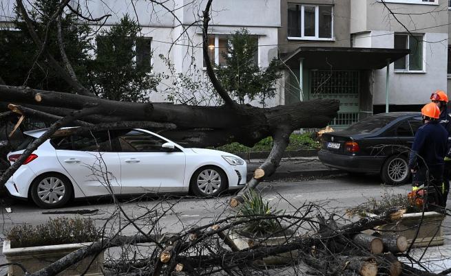 Огромно дърво рухна върху кола в София