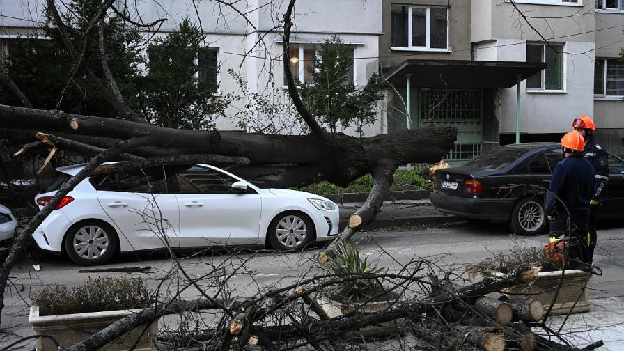 Огромно дърво рухна върху кола в София