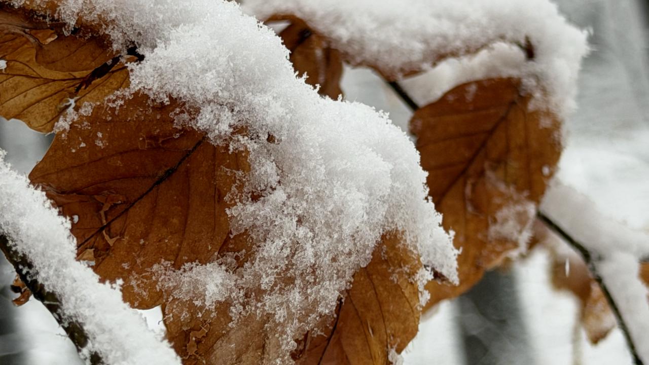 Времето с Ники Василковски